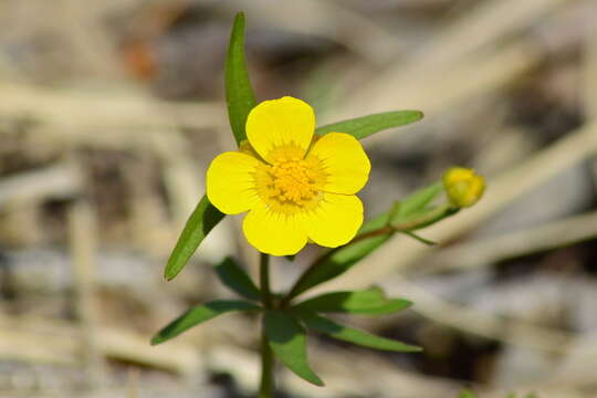 Image of Ranunculus monophyllus Ovcz.