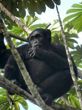 Image of central chimpanzee