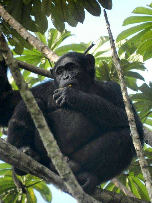 Image of central chimpanzee