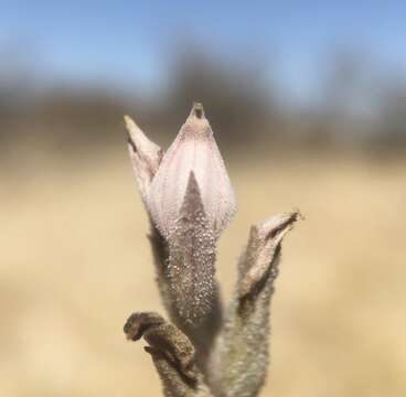 Image of Tecopa Salt-Bird's-Beak