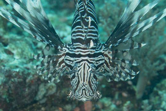 Image of Common lionfish