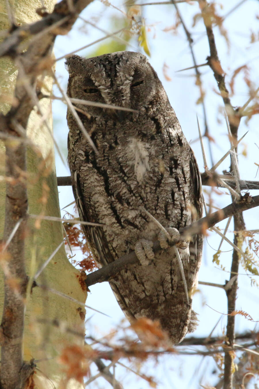 Image of Otus senegalensis senegalensis (Swainson 1837)