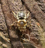 صورة Anthidium banningense Cockerell 1904