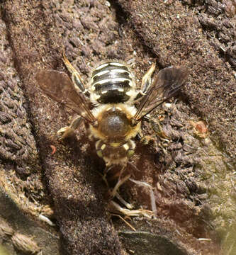 Imagem de Anthidium banningense Cockerell 1904