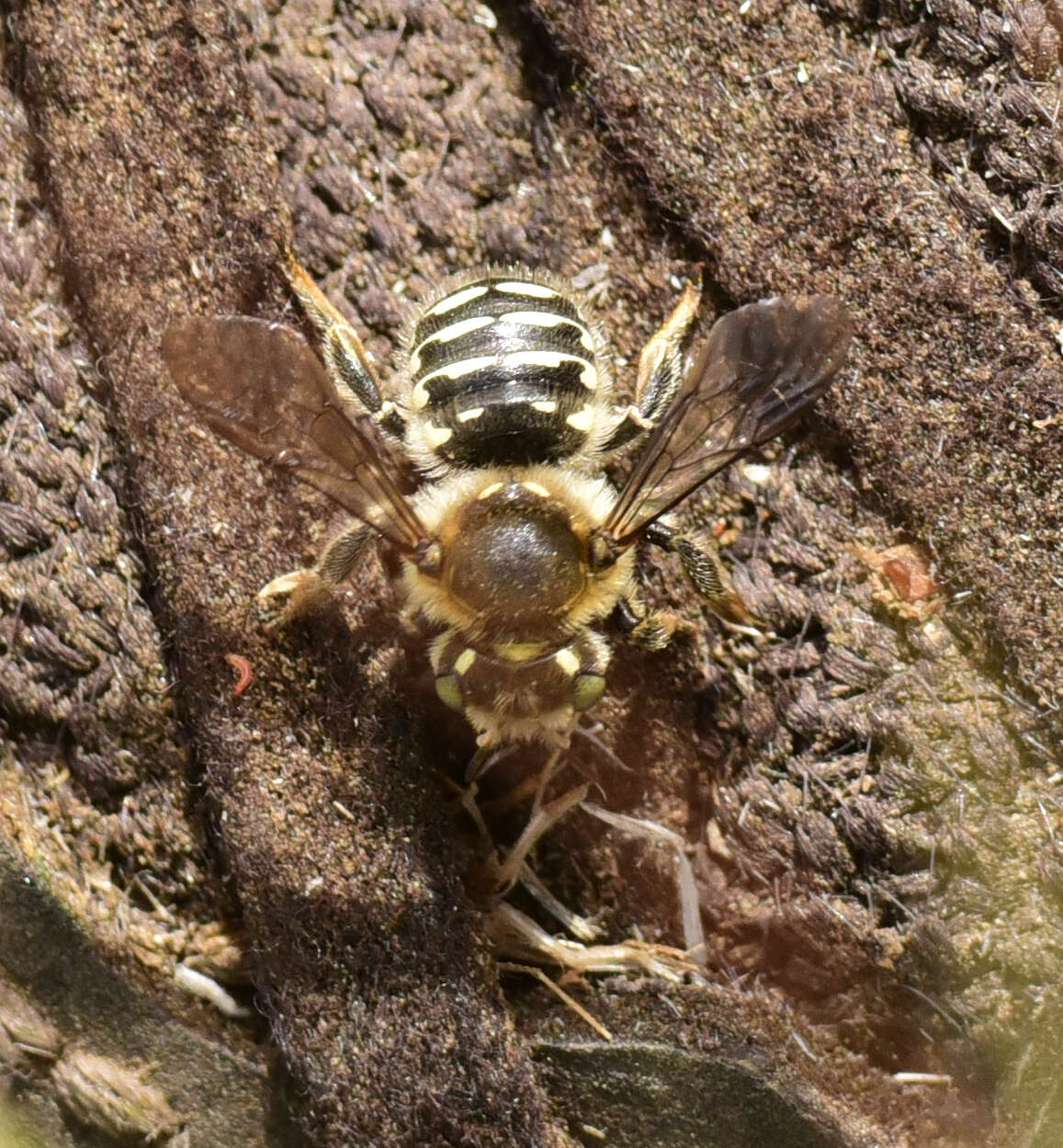 صورة Anthidium banningense Cockerell 1904