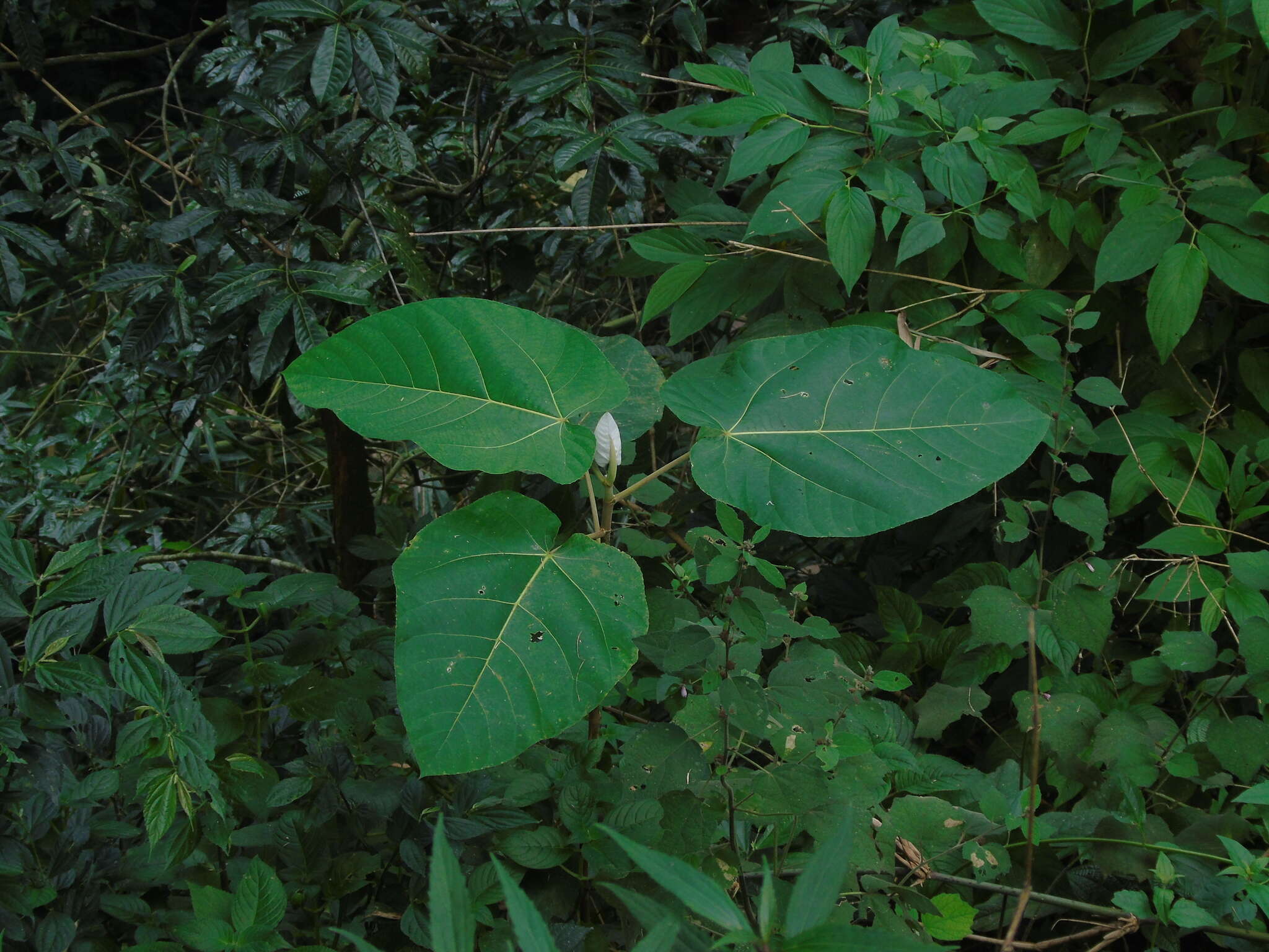 Image of Ficus padana Burm. fil.