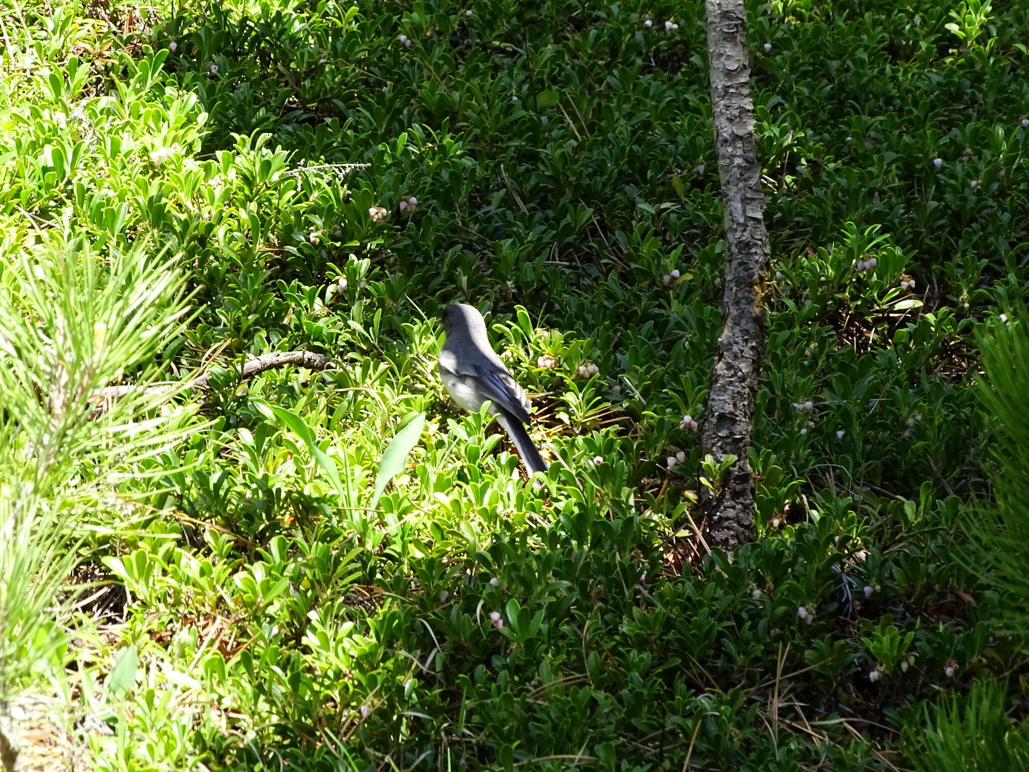 Image of White-winged Junco