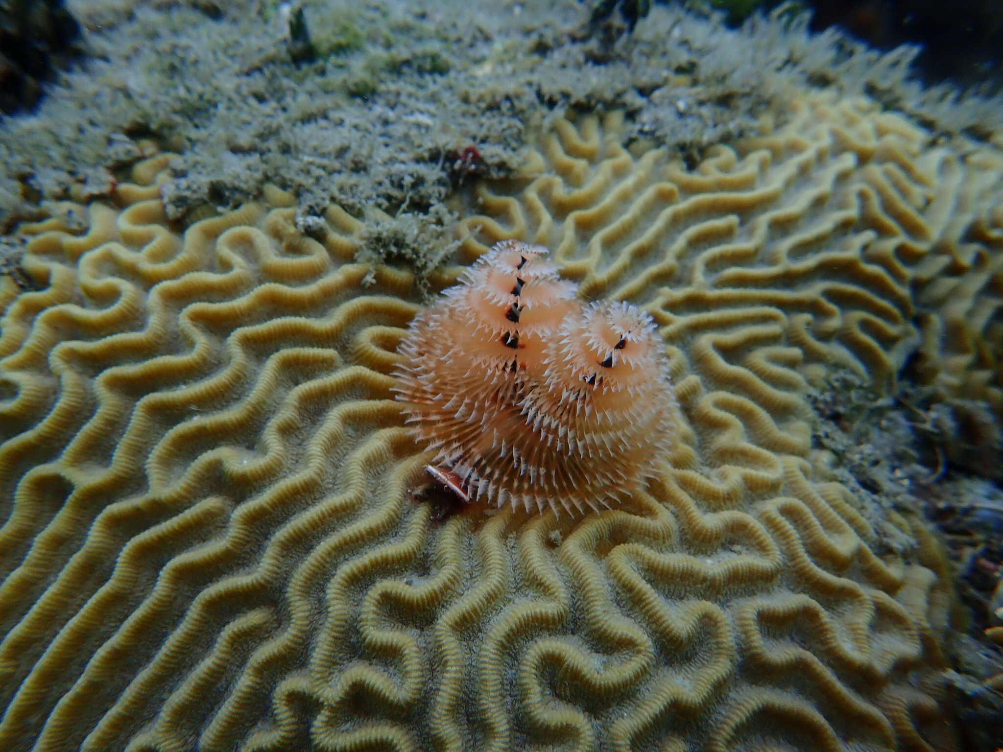 Image of Christmas tree worm