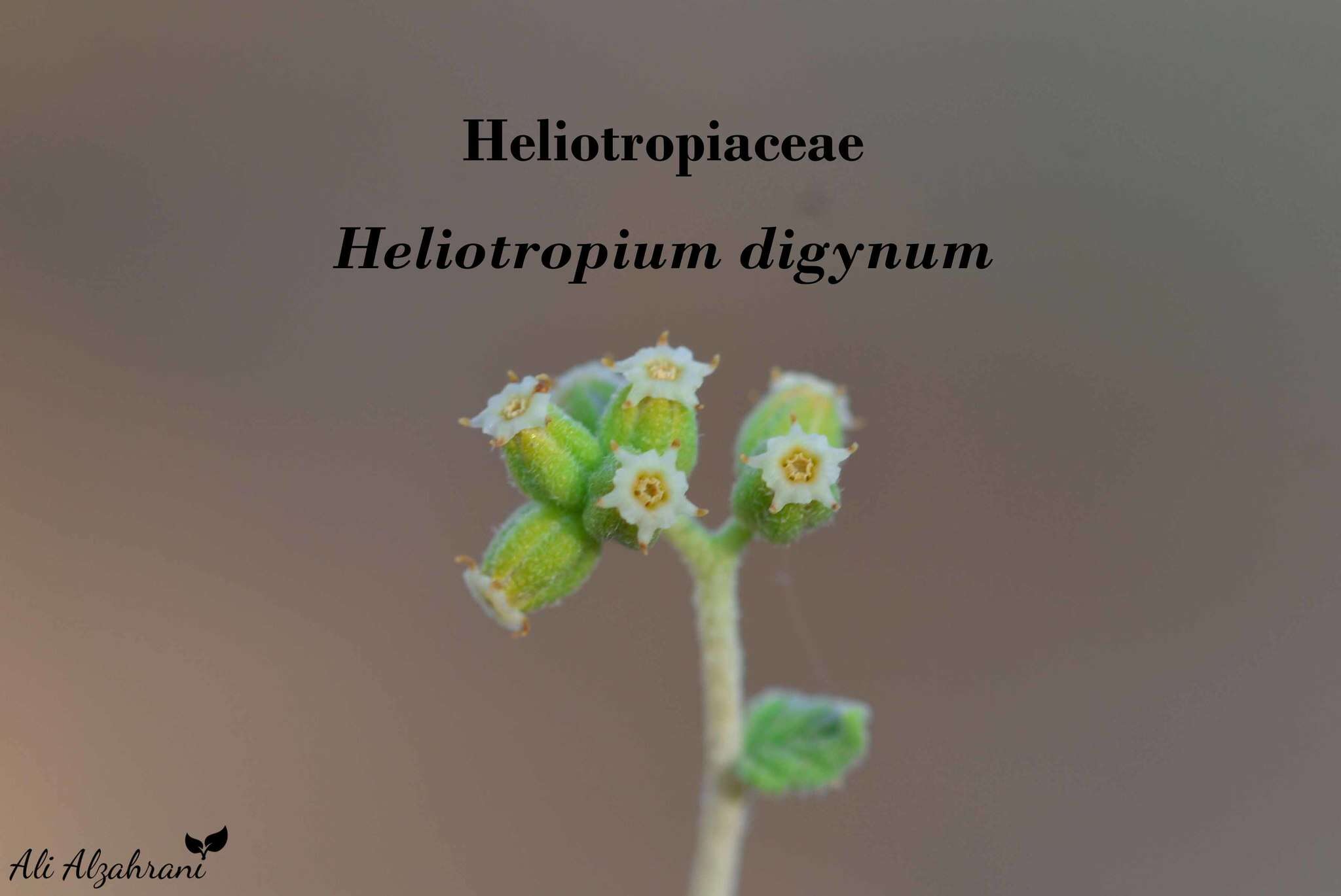 Image of Heliotropium digynum (Forsk.) Aschers. ex C. Christ.