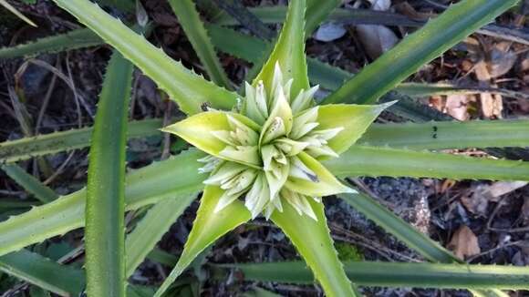 Image of Orthophytum foliosum L. B. Sm.