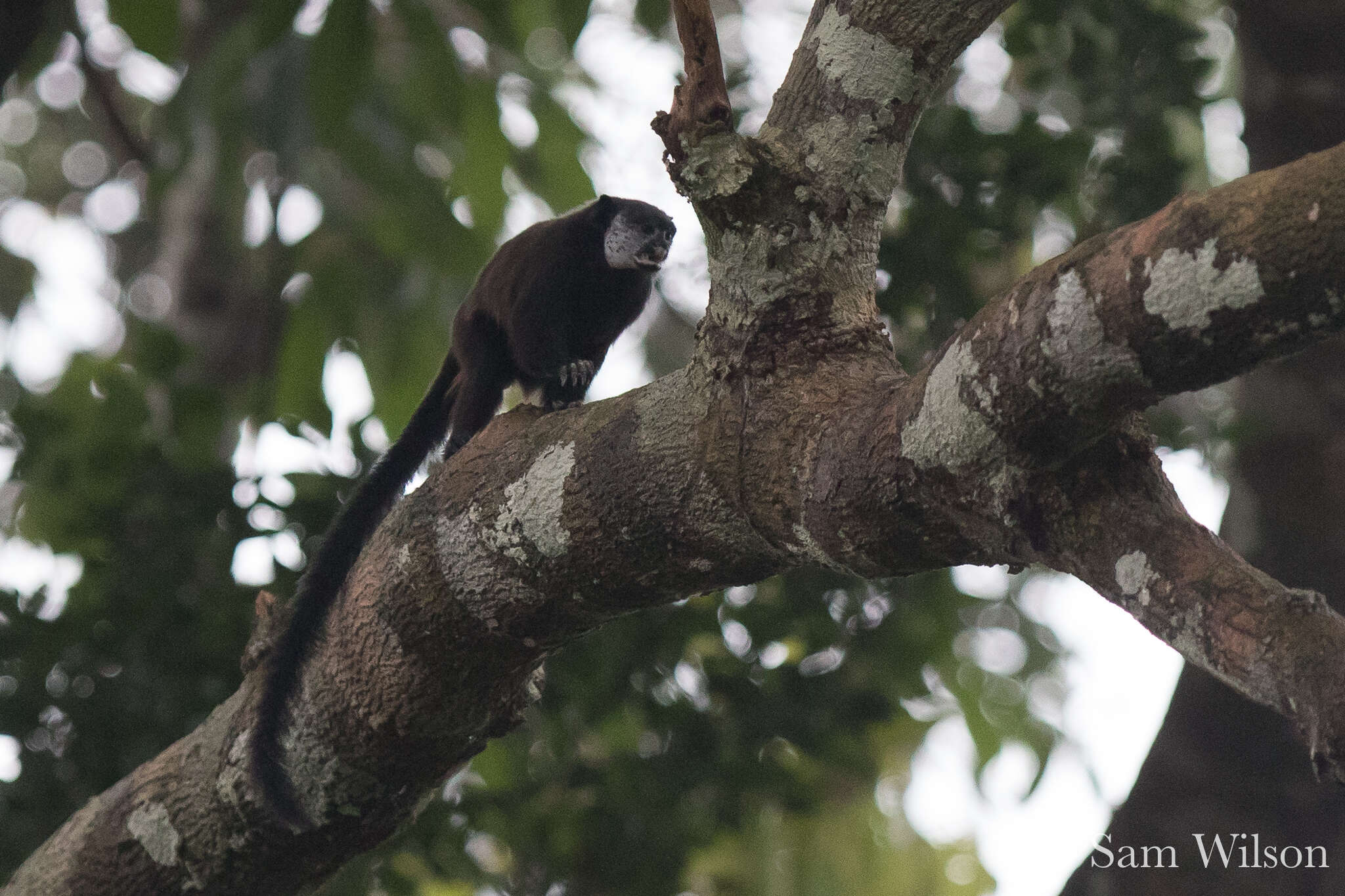 Image of Mottle-face Tamarin