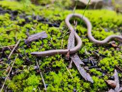 Image of Striated Worm-lizard