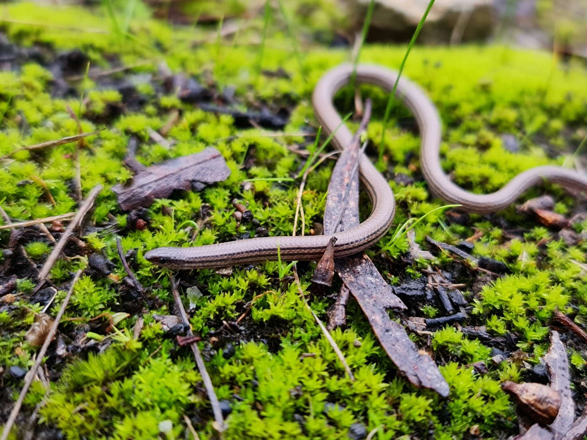 Image of Striated Worm-lizard