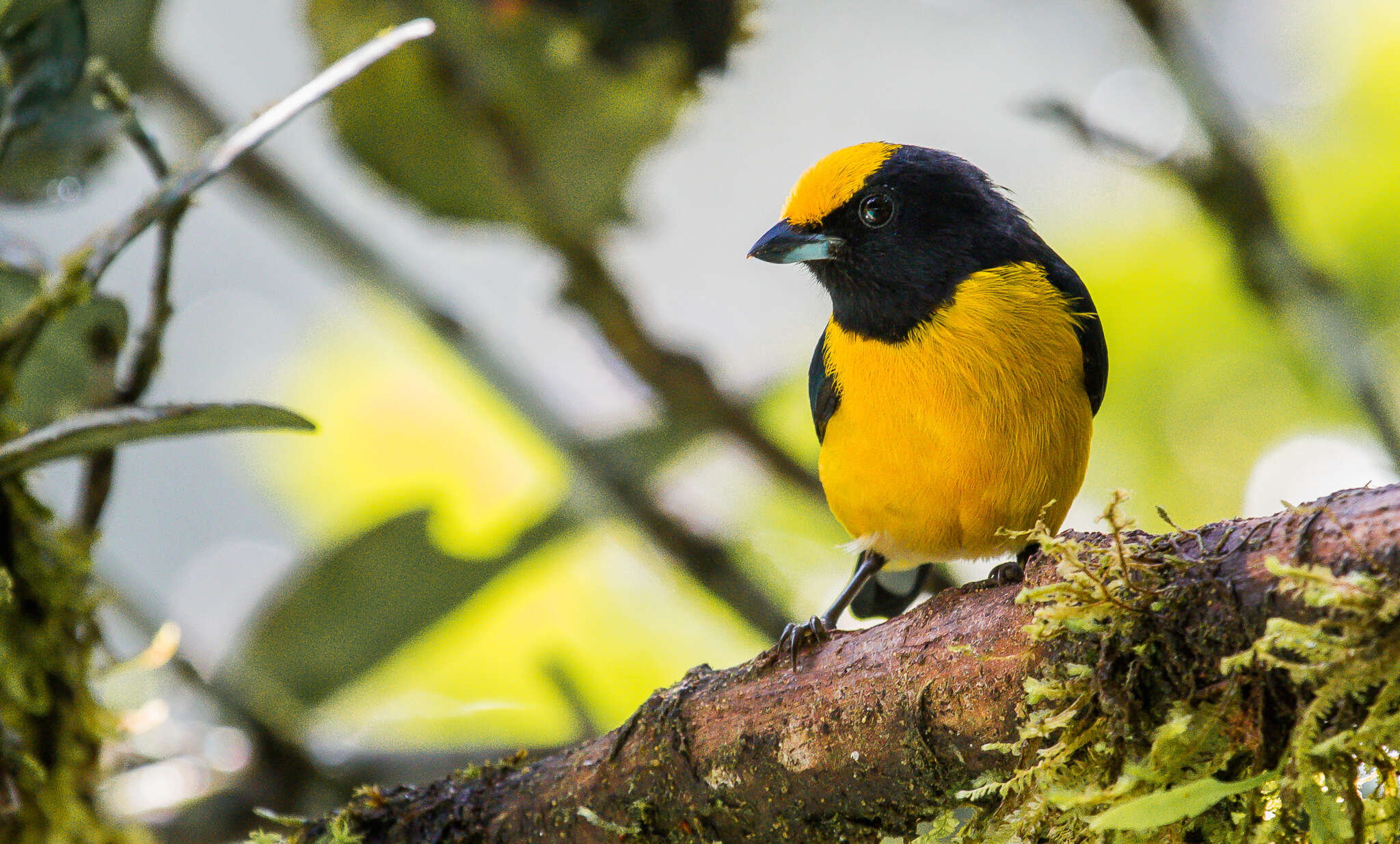 Image of Euphonia xanthogaster oressinoma Olson 1981