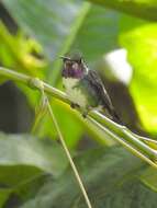 Image of White-bellied Woodstar