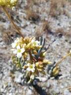 Image of Kalanchoe bitteri