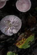 Image of Mycena rosea Gramberg 1912