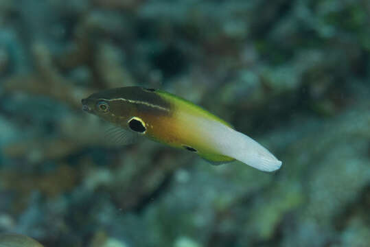 Image of Allen's tubelip wrasse