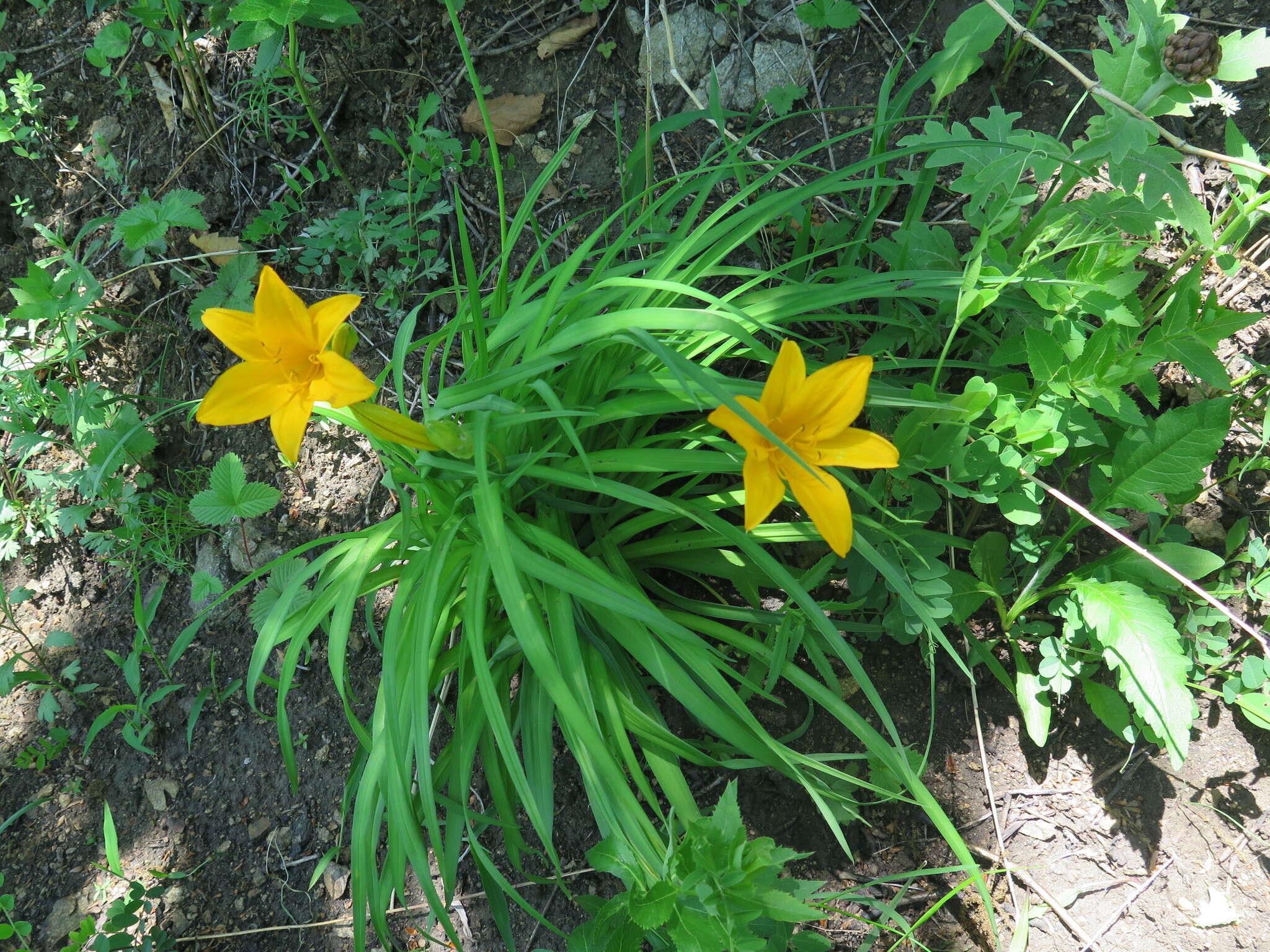 Image of Amur daylily