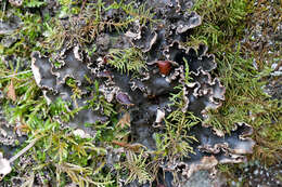 Image of Elizabeth's felt lichen