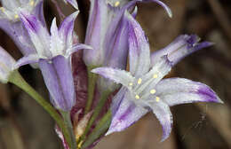 Image of Abrams' allium