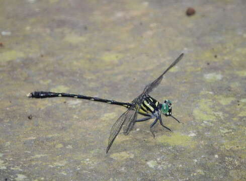 Image of Heliogomphus walli Fraser 1925