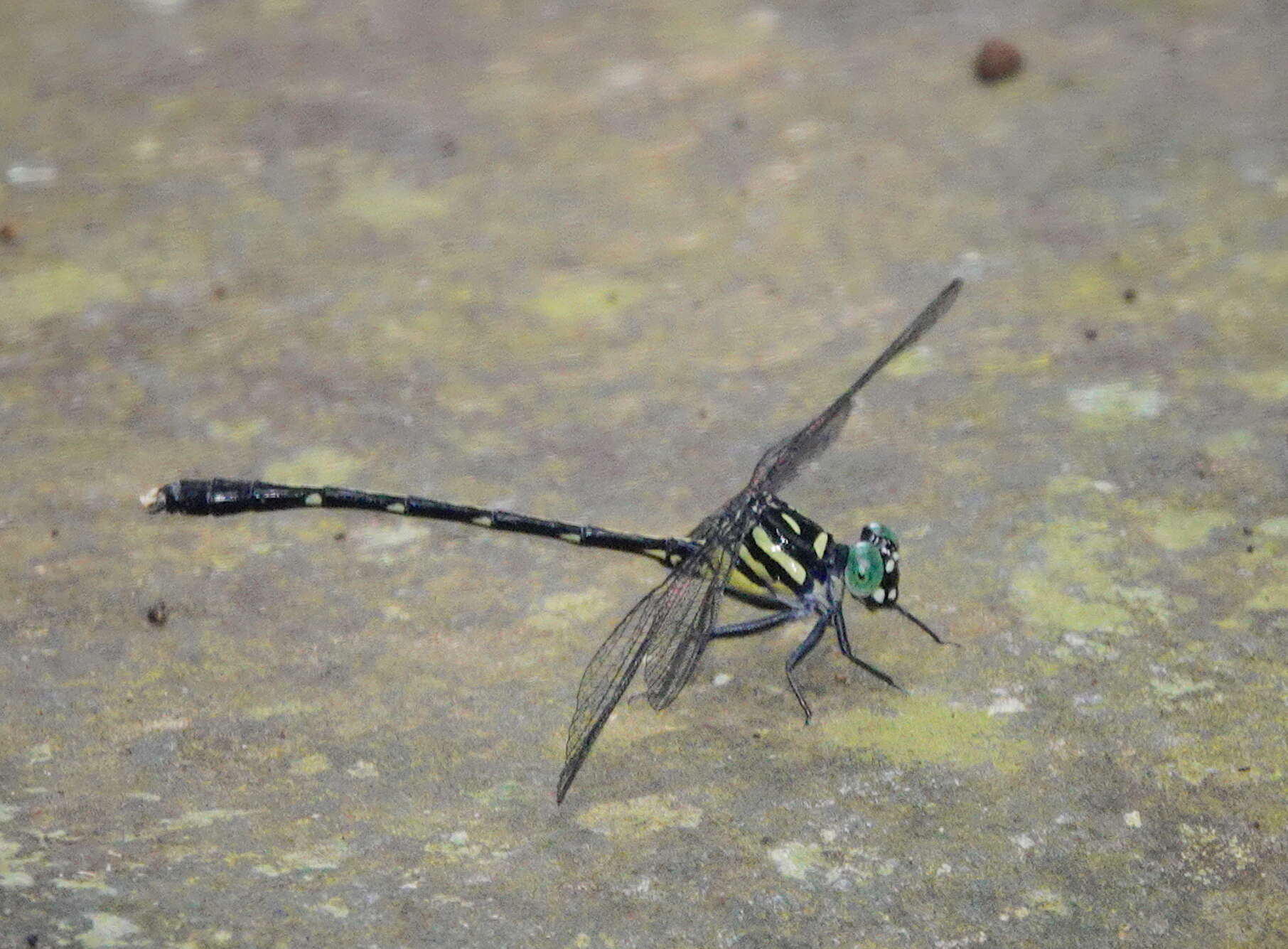 Image of Heliogomphus walli Fraser 1925