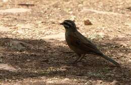 Image of Emberiza capensis reidi (Shelley 1902)