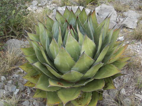 Image de Agave montana Villarreal