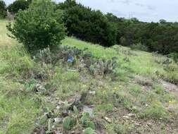 Opuntia pyrocarpa Griffiths的圖片