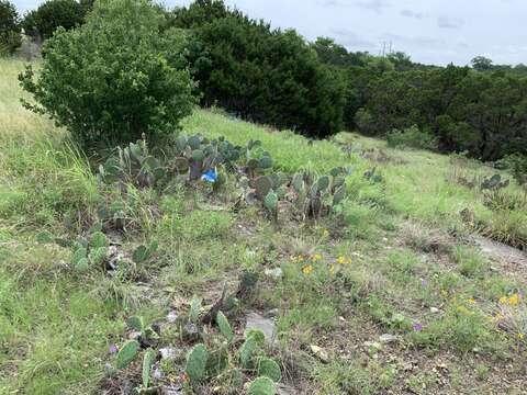 Image of Opuntia pyrocarpa Griffiths