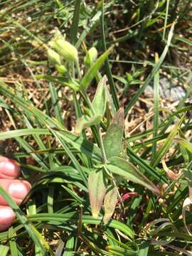 Image of Menzies' campion