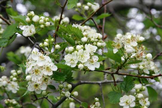 Sivun Crataegus sheila-phippsiae J. B. Phipps & O'Kennon kuva