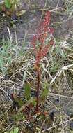 Rumex arcticus Trautv.的圖片