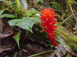 Image of Pitcairnia nigra (Carrière) André