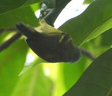 Image of Rufous-rumped Antwren