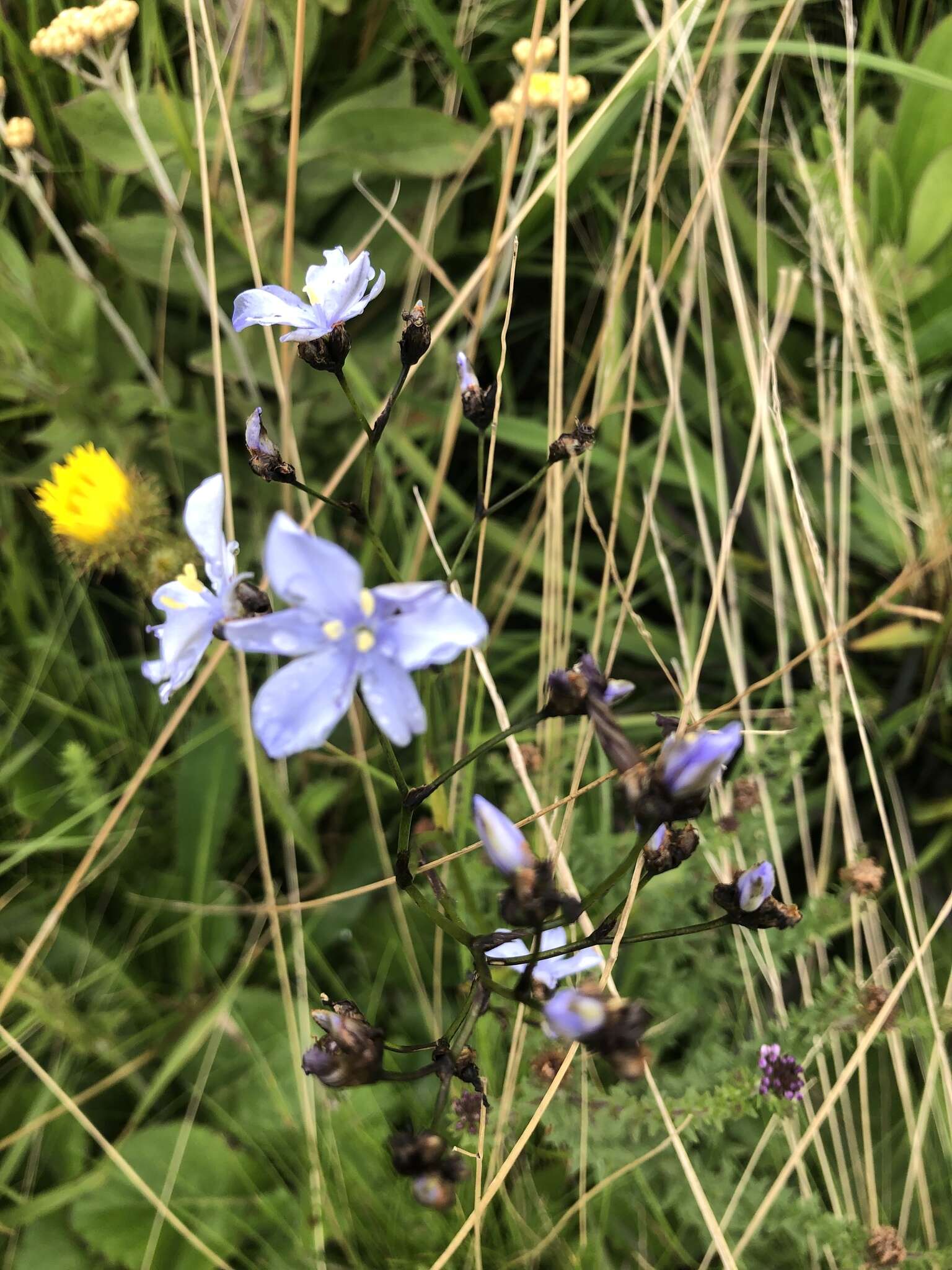 Image of Aristea angolensis Baker