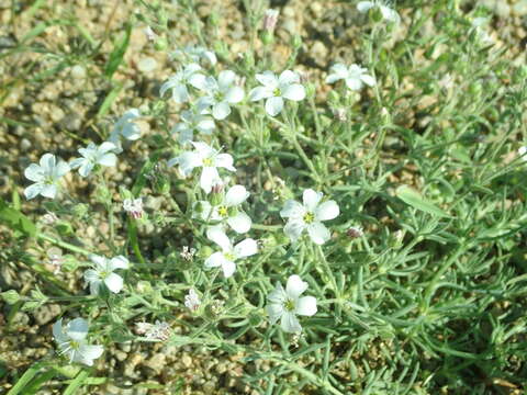 Heterochroa desertorum Bunge的圖片