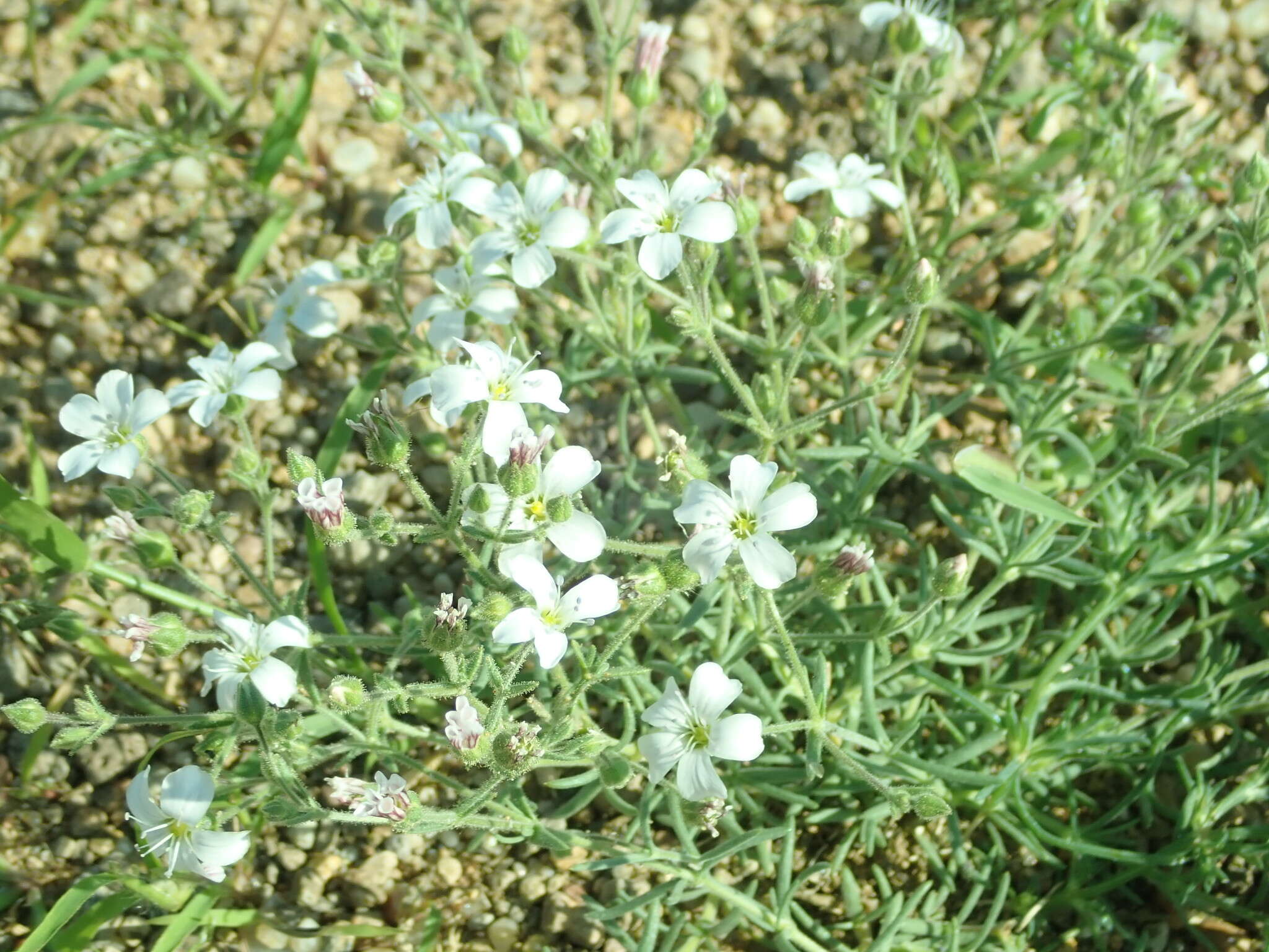 Imagem de Heterochroa desertorum Bunge