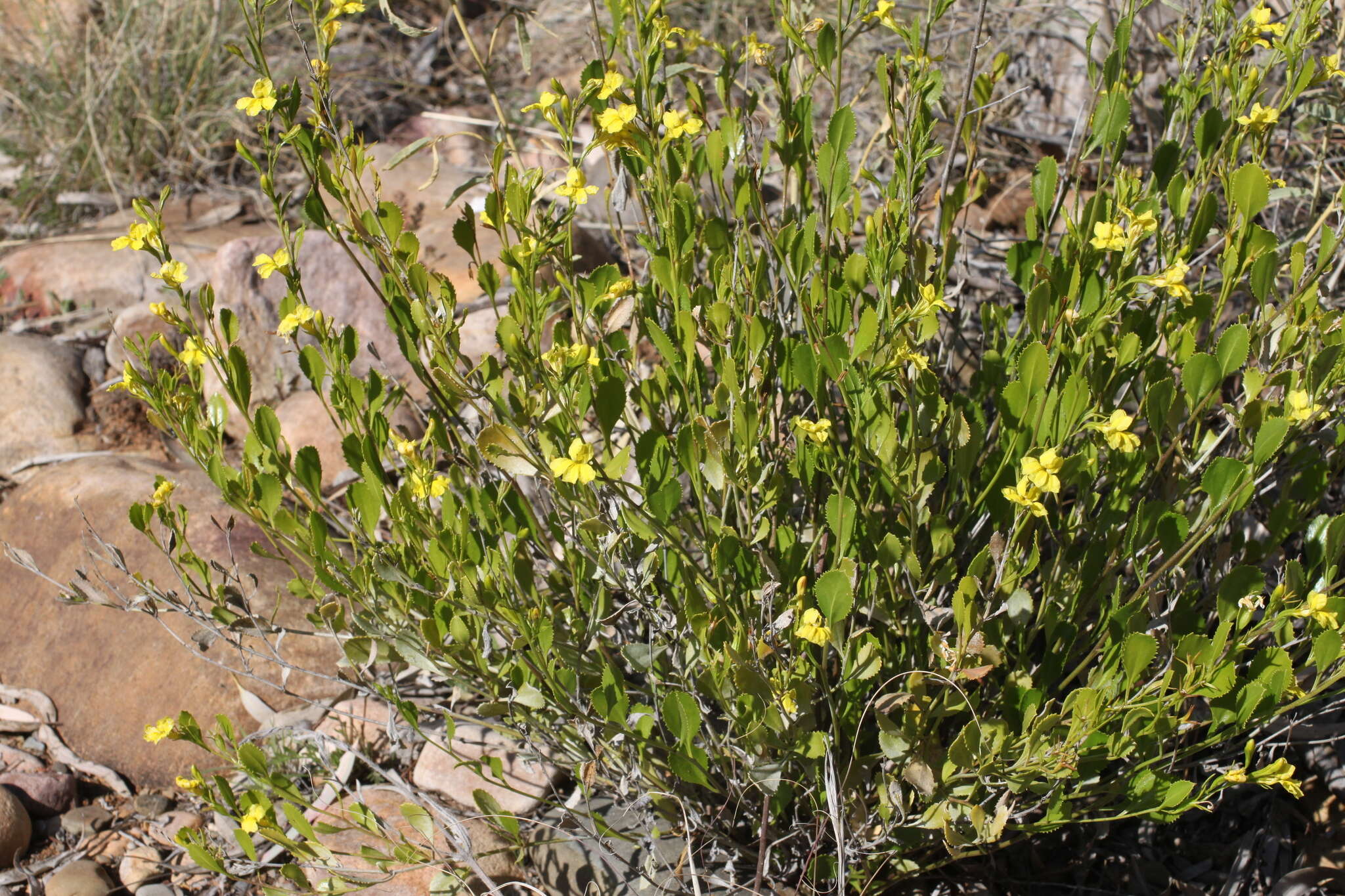 Image of Goodenia vernicosa J. M. Black