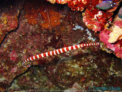 Image of Broad-banded pipefish