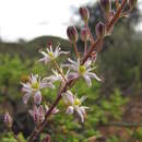 Image de Pseudoprospero firmifolium subsp. firmifolium