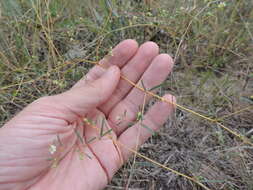 Image of prairie sandmat