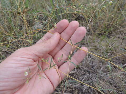 Image of prairie sandmat