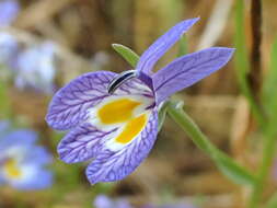 Image of Bach's calicoflower