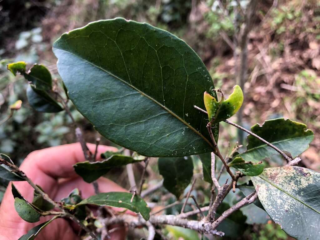 Image of Elaeocarpus obovatus G. Don