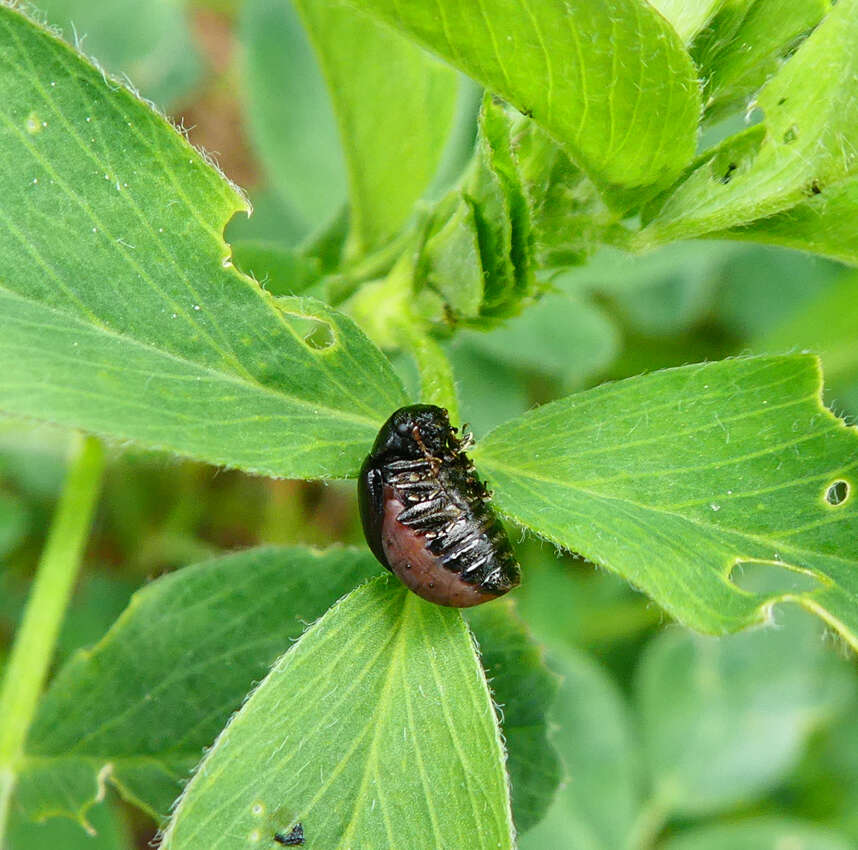 Sivun <i>Colaspidema barbarum</i> kuva