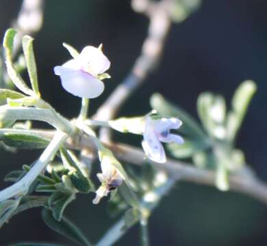 Plancia ëd Otholobium candicans (Eckl. & Zeyh.) C. H. Stirt.