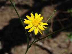 Image of sticky snakeweed