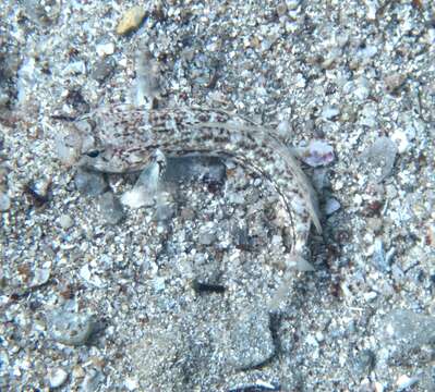 Image of Roule's Goby